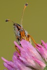 Melitea Didyma Melitea Didyma
