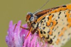 Melitea Didyma Melitea Didyma