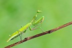 Mantis Religiosa