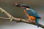 martin pescatore con gamberetto martin pescatore con gamberetto