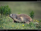 Marmotta PNGP # 1
