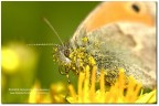Coenonympha pamphilus Coenonympha pamphilus