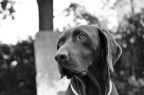 ZEUS ZEUS