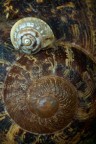 Spirali Spirali
