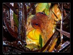 Un grosso polpo si nasconde tra le foglie di Poseidonia.

fotografia scattata all'isola di Linosa (Mar Mediterraneo) con una Olympus C-7070WZ:

16 mm f/4,5 1/80 s ISO:80

In PP ho semplicemente sviluppato il RAW in Camera Raw ed aggiustato un po' i livelli con Photoshop per migliorarne un po' il contrasto

Pareri, commenti e critiche sempre ben accetti

Grazie
Andrea