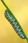 Papilio Machaon Papilio Machaon