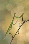 Mantis Religiosa Mantis Religiosa