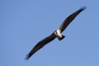 falco pescatore falco pescatore