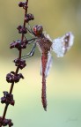 Sympetrum Pedemontanum Swarovski Sympetrum Pedemontanum Swarovski