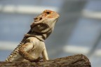 Iguana