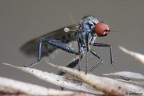 Predator Predator
