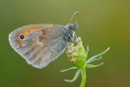 Coenonympha Pamphilus