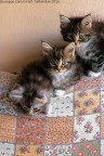 Tre gattini sul sofà. Tre gattini sul sofà.