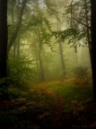 Nel bosco Nel bosco