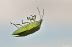 L'arrampicata della cimice L'arrampicata della cimice