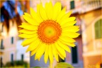 Girasole Girasole