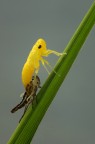 Cicadella viridis Cicadella viridis