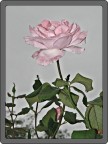 Rosa Rosa