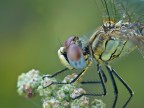 ...occhi.. di Sympetrum fonscolombi