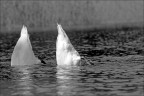 nuoto sincronizzato.... nuoto sincronizzato....