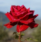 Rosa Rosa
