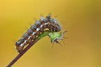 Acronicta Rumicis Acronicta Rumicis