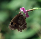 sigma 105
1/250
F 6.3
iso 100