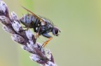 la mosca bianca? la mosca bianca?