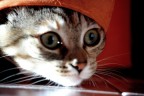 .....E' Permesso.......????!!!!!! .....E' Permesso.......????!!!!!!