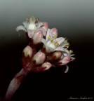 Fiorellino di pianta grassa