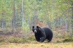 Orso Orso