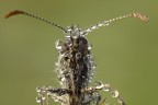 piena di rugiada........ piena di rugiada........