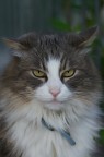 Ritragatto Ritragatto