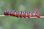 Bruco di Hyles euphorbiae