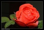 rosa rossa rosa rossa