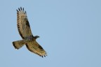 Falco Pecchiaiolo Falco Pecchiaiolo