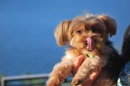Pippi Pippi
