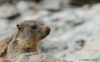 piccolo di marmotta nella Combe di Vertosan. VdA