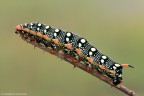 Hyleseuphorbiae Hyleseuphorbiae