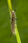 Orgyia Antiqua Orgyia Antiqua