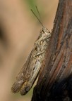 cavalletta cavalletta