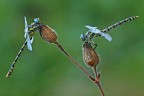 Coppia Onychogomphus sp. Coppia Onychogomphus sp.