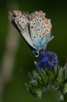 sfruttata sfruttata