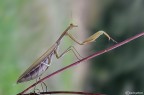 Eleganza Eleganza