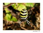 Spider Spider