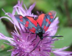 La mia Zygaena... La mia Zygaena...