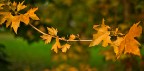 Dettagli d'autunno
