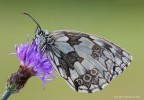Melanargia galathea