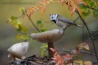 E' arrivato l'autunno, con i suoi colori e i funghi che crescono numerosi ovunque, le cincie che girano frenetiche per cercare cibo da accumulare e nascondere dietro le corteccie.

Mi ha colpito subito questo scatto, tra molti altri che ho realizzato quel giorno, perche la curva del rametto sopra la cincia si armonizza con quello che crea l'inchino della cinciia stessa.....armonia tra tutti gli esseri viventi nel bosco...
