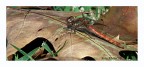 Libellula Libellula